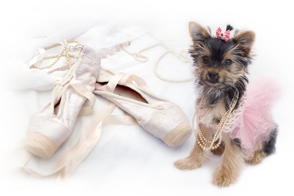 Adorable picture of a yorkie dressed as a ballerina.